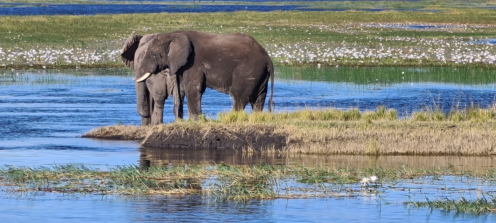Elefanten Wasser.jpg