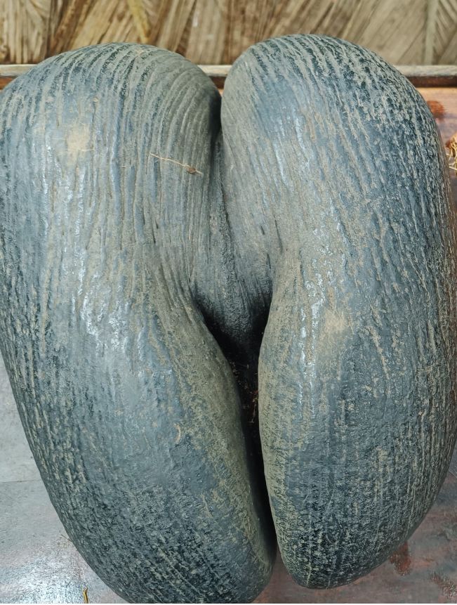 Christa Coco de Mer.jpg