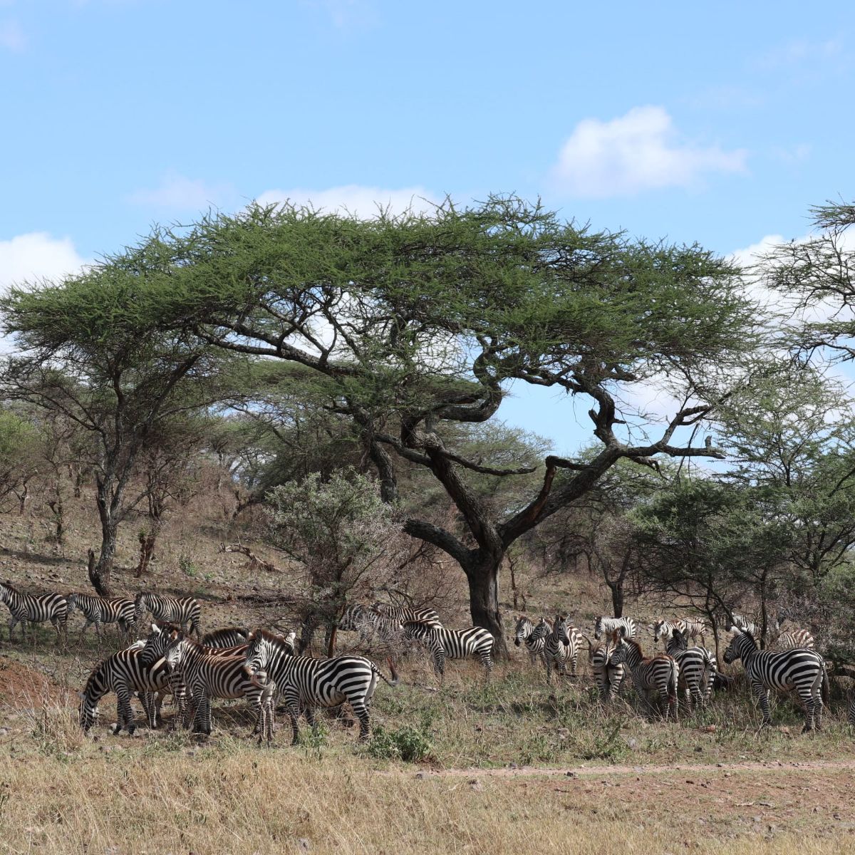 Zebras unter Baum.jpg