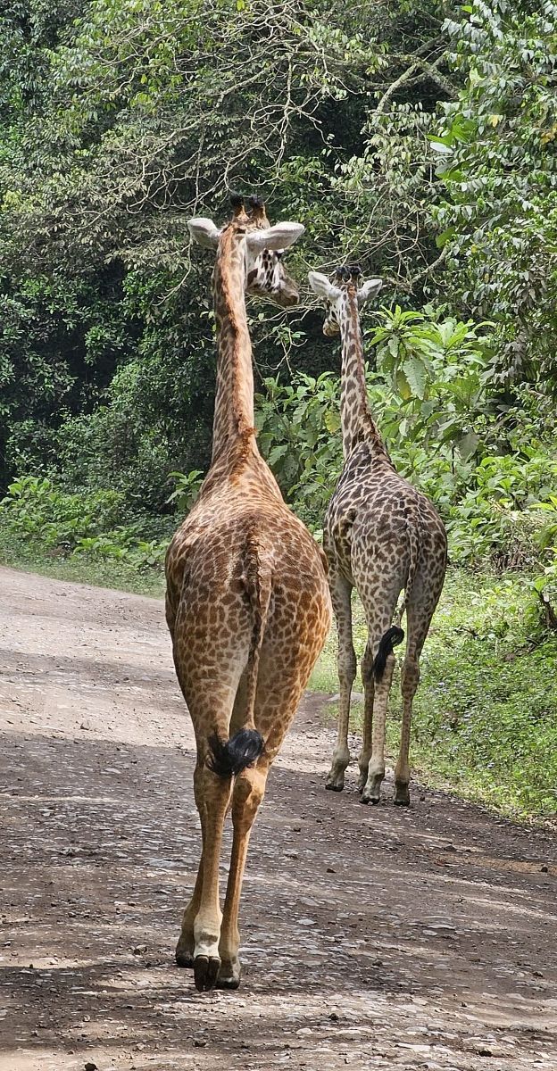 Tansania Giraffen Doppelpack hinten.jpg