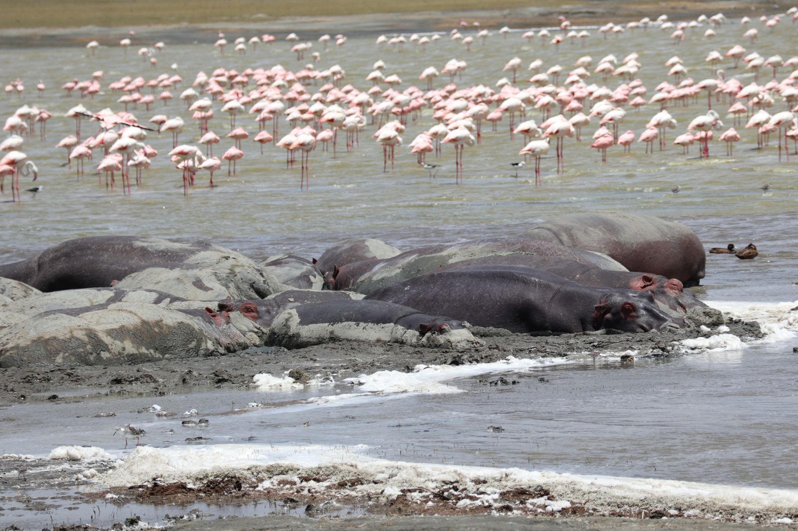 Rhinos und Flamingo.jpg