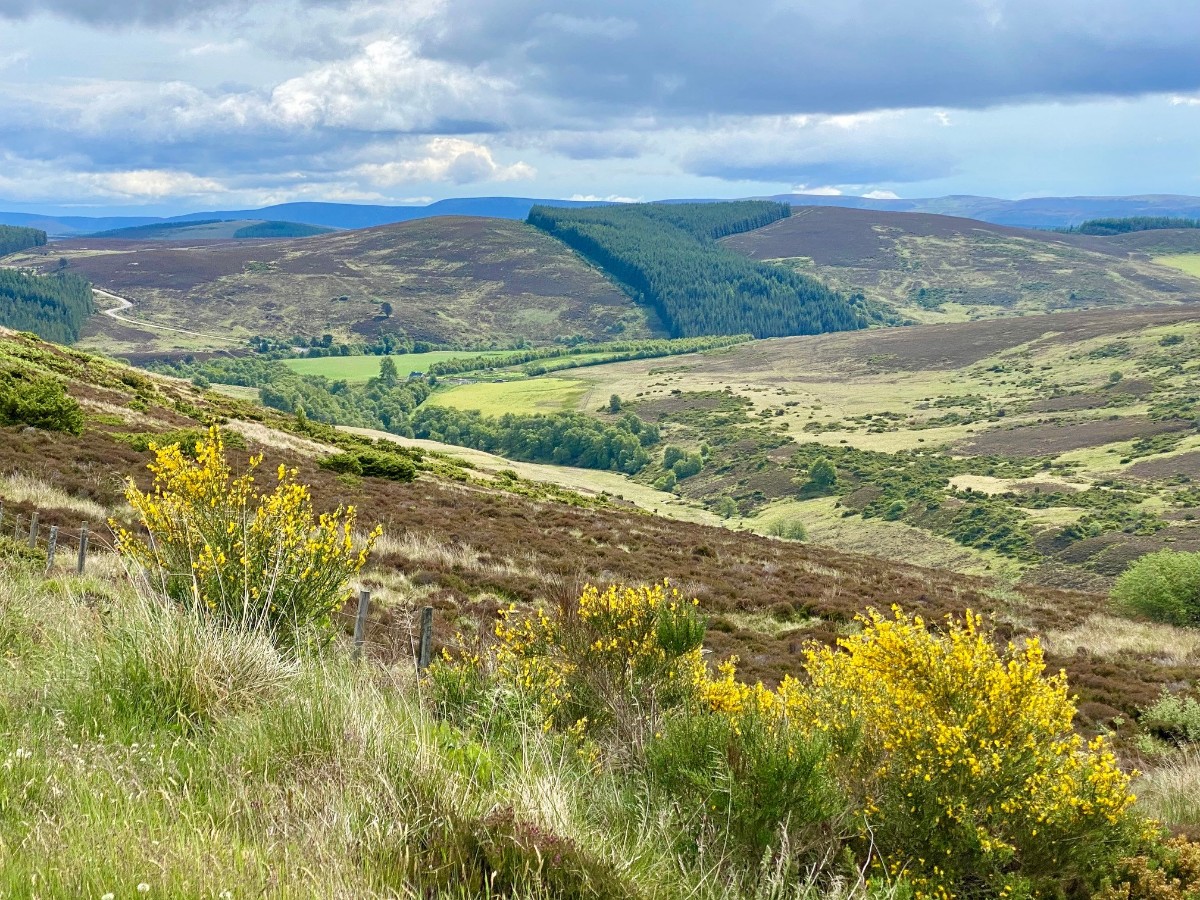 Viewpoint Cairngorms NP.jpg