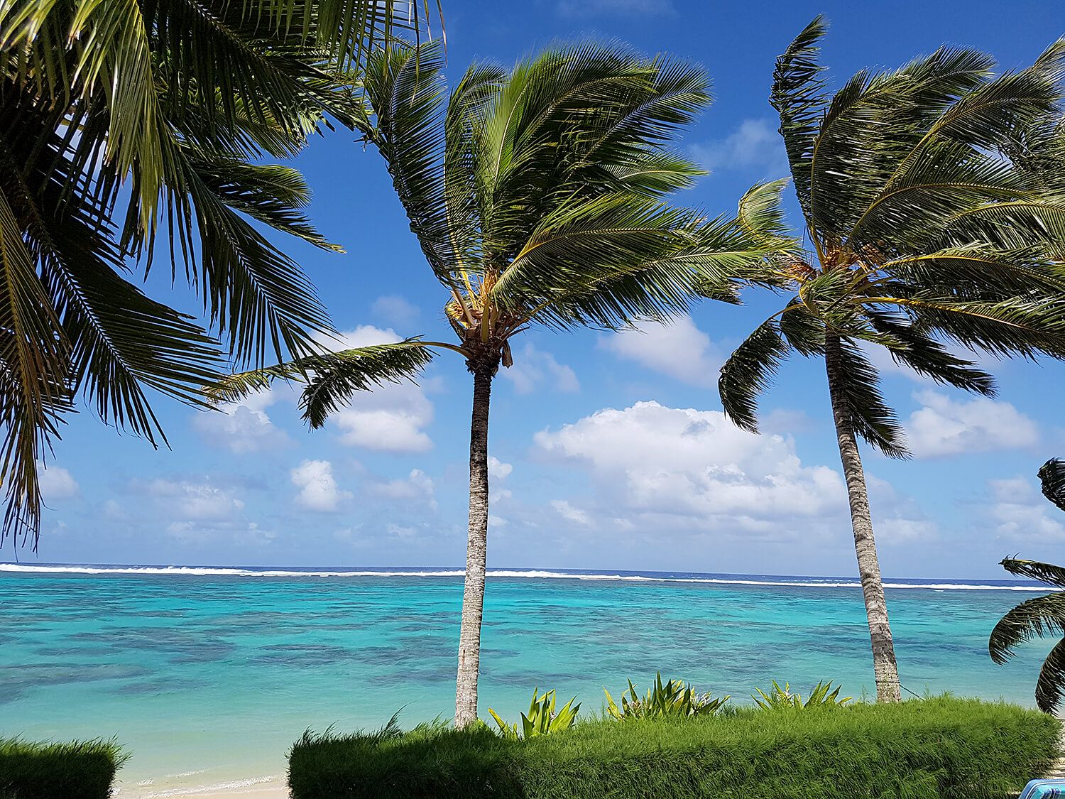 CHB Cook Island Palmen.jpg