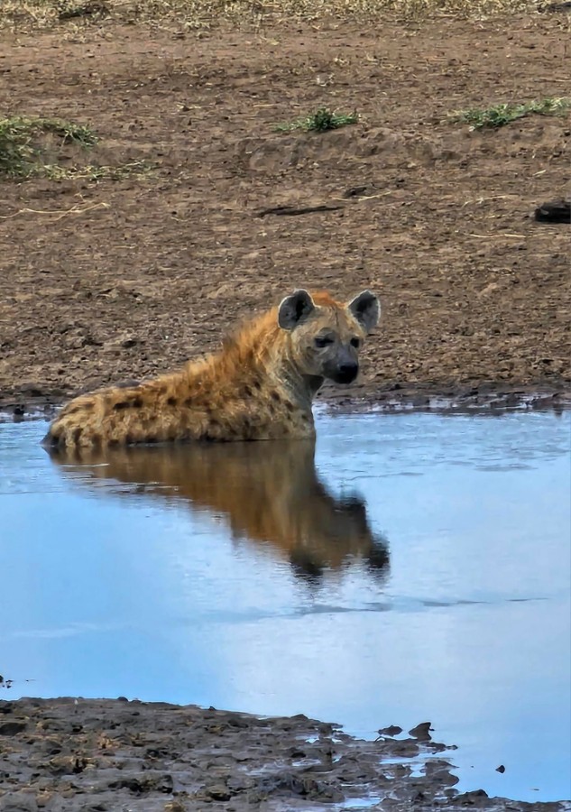 Tansania Hyäne.jpg