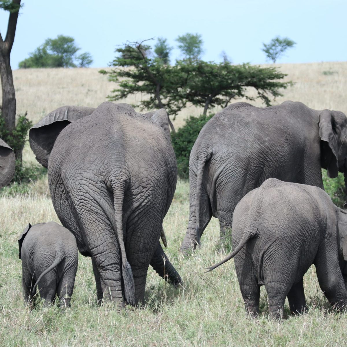 Elefanten von hinten.jpg