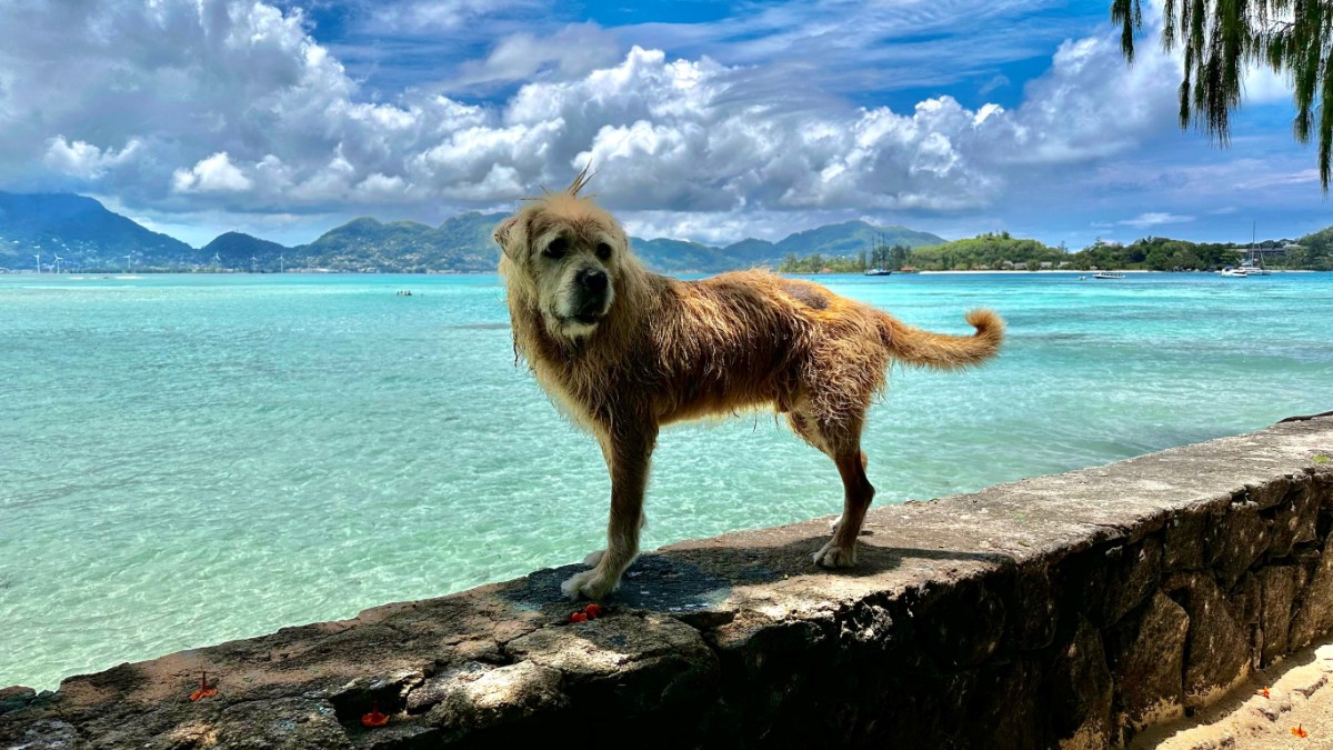 Hund Strand Seychellen.JPG