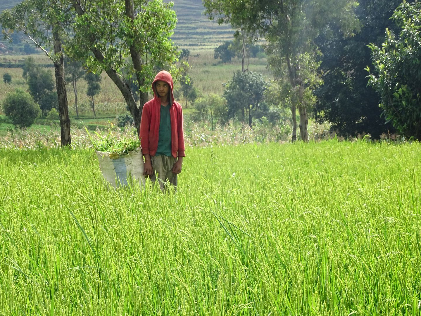 Madagaskar Mann in grünem Feld