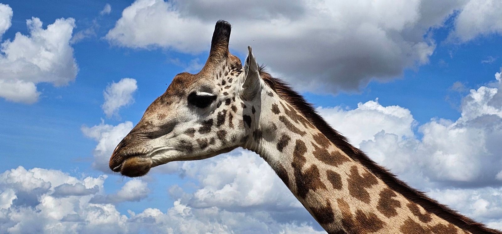 Tansania Giralle.jpg