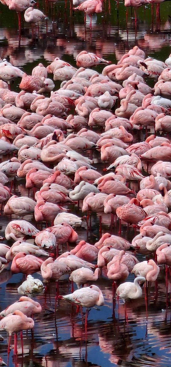 Tansania Flamingos.jpg