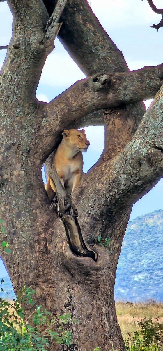 Löwin im Baum.jpg