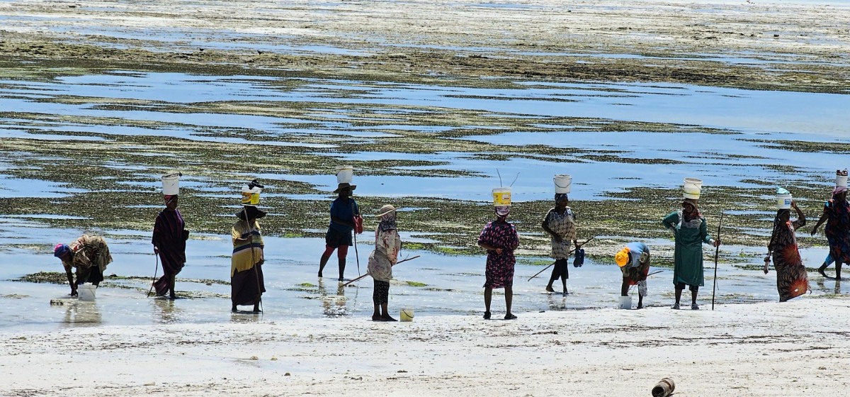 Sansibar Fischerinnen langbild.jpg