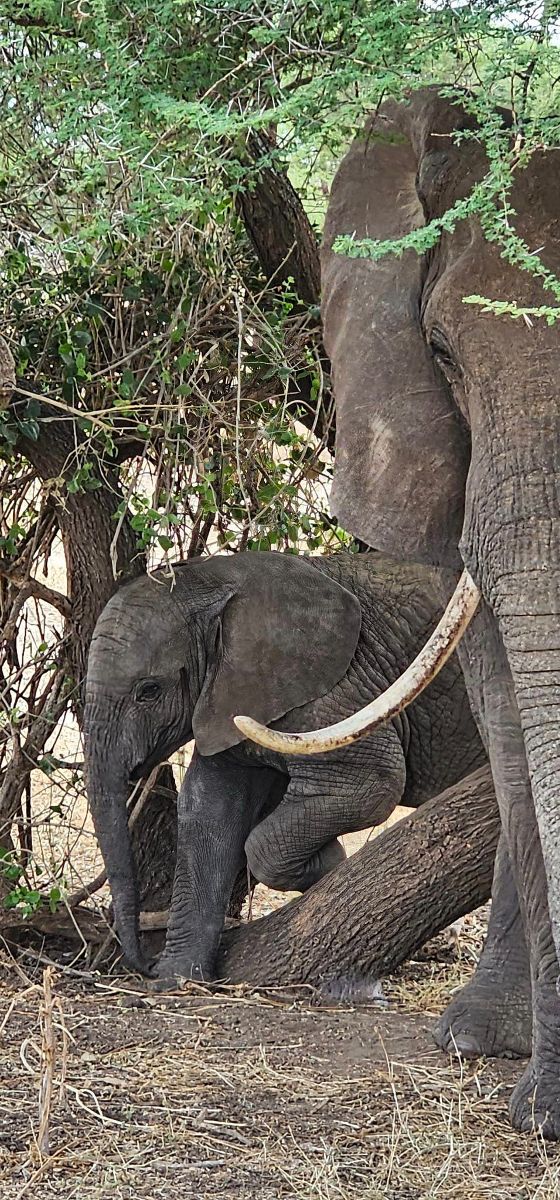 Tansania Elefant klein.jpg