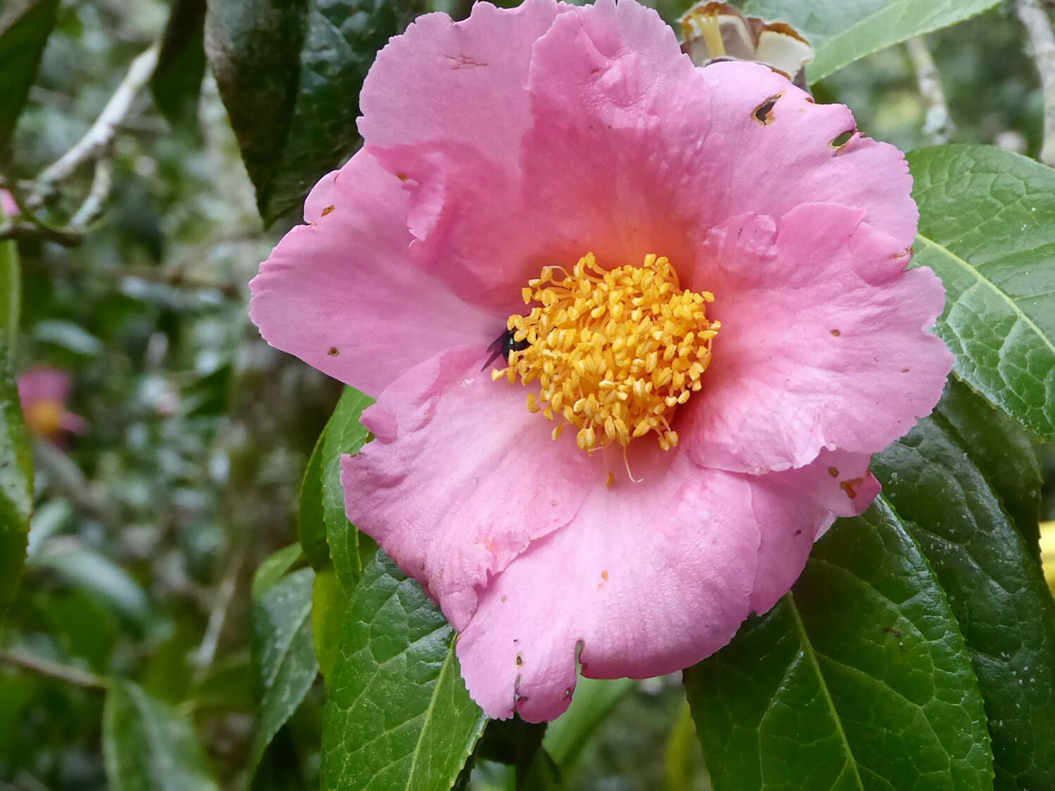 Heggli Reisen Weltweit Azoren