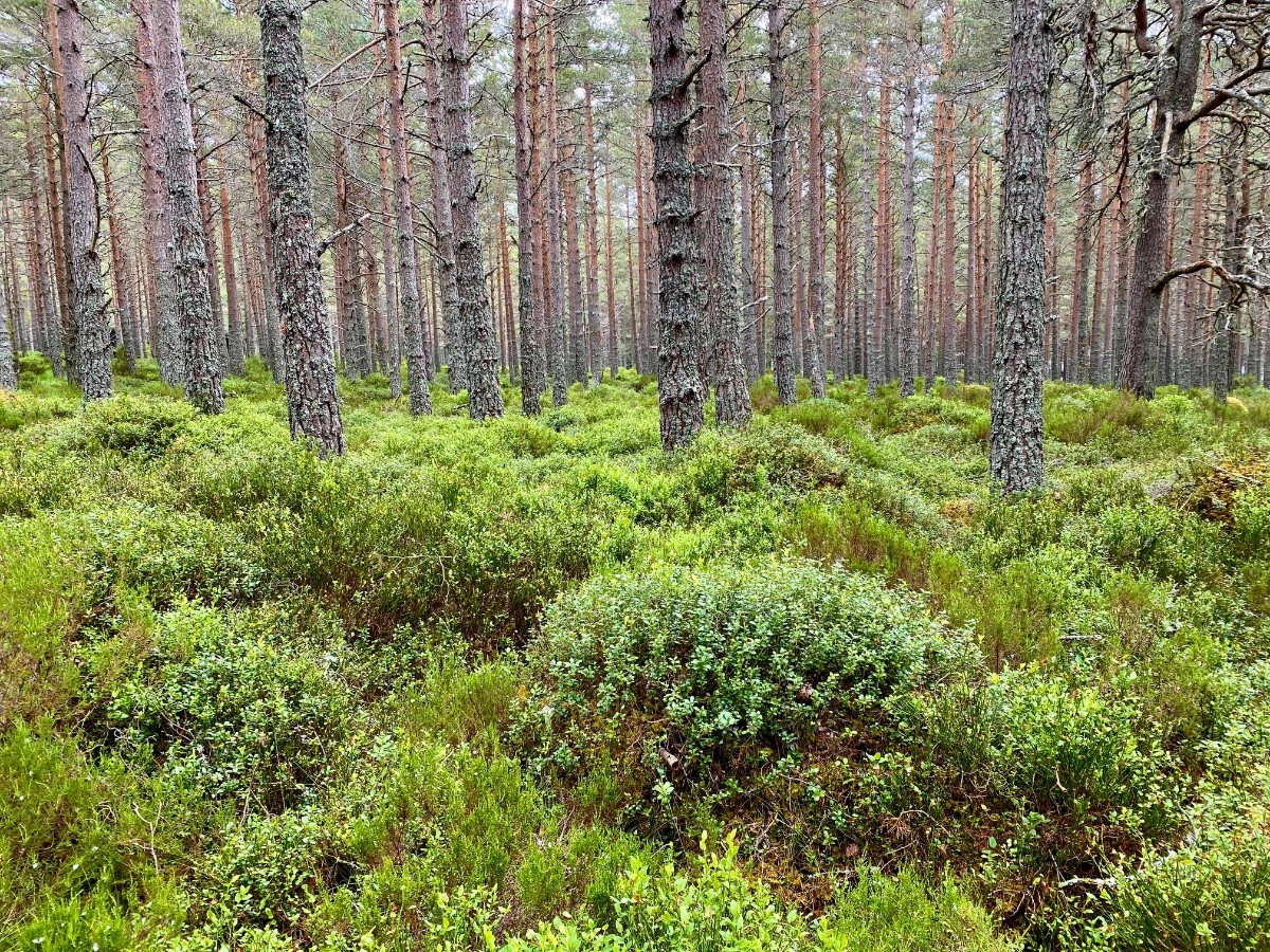 Forrest_Cairngorms NP.jpg