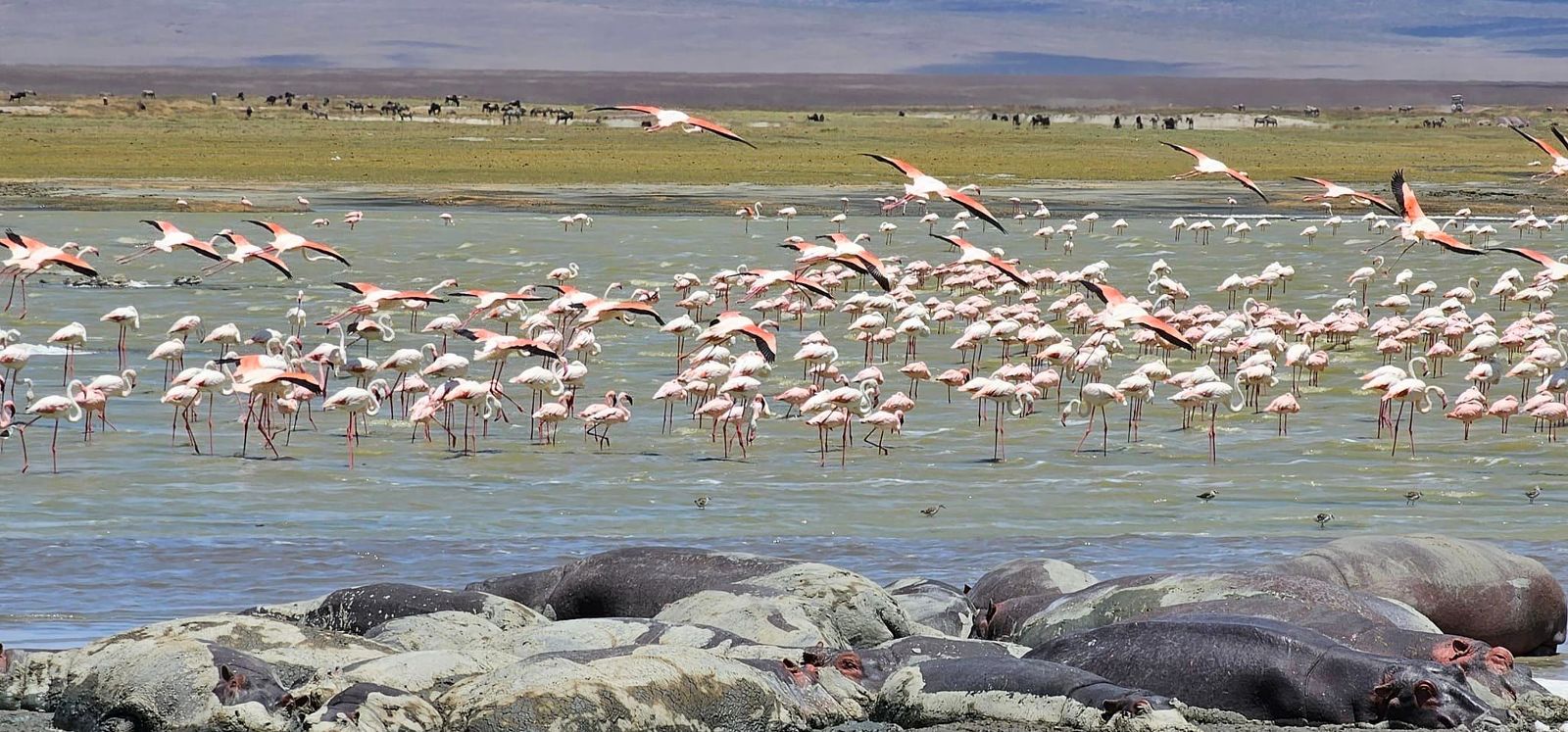 Tansania Flamingos 2.jpg