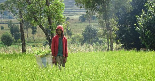 Madagaskar-Mann-in-grünem-Feld.jpg