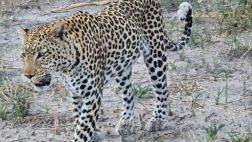 Leopard.jpg