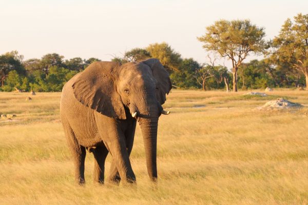 Elefant-im-Sonnenlicht.jpg