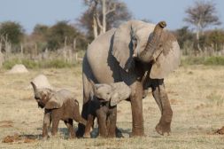 Elefanten Familie Afrika
