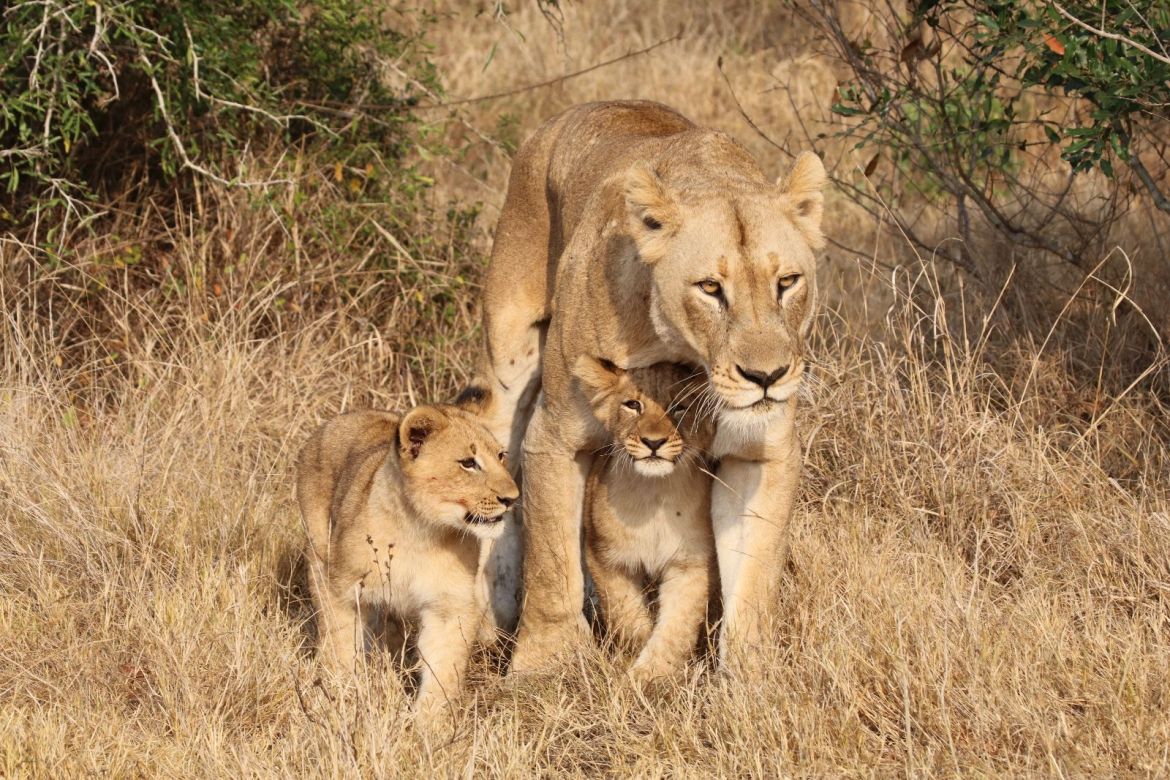 Löwen Familie