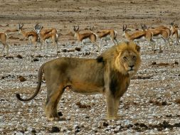 Löwe Namibia
