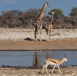 Giraffe